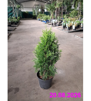 Thuja occ. 'Gilded Dress'® C 2 L